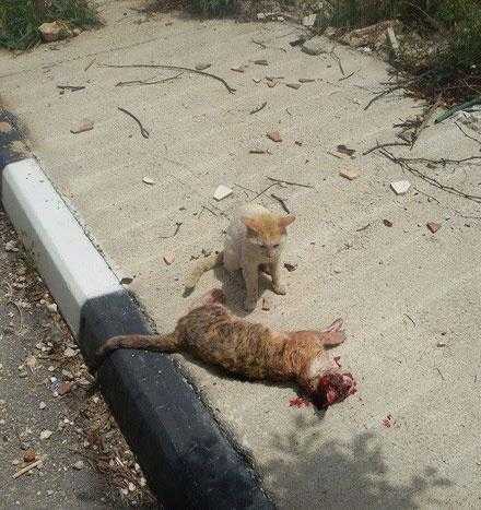 谁信啊肇事逃逸的居然是一辆猫