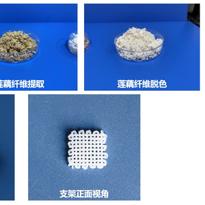 武汉科研团队用藕实现重塑肉身