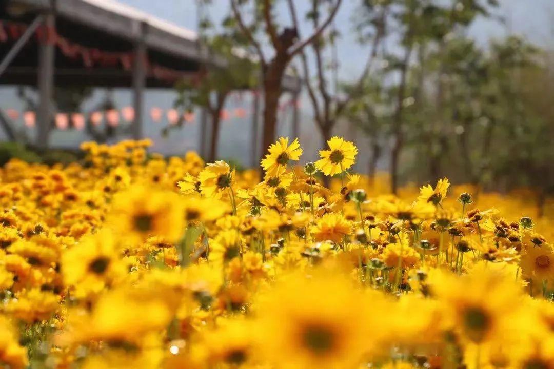 这封春天的来信你收到了吗