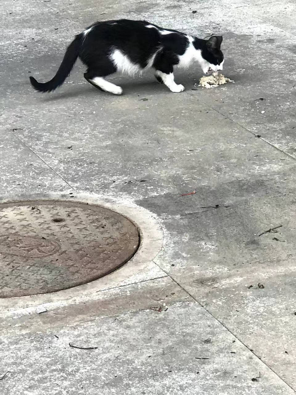 男子给流浪猫开了一个“火锅店”