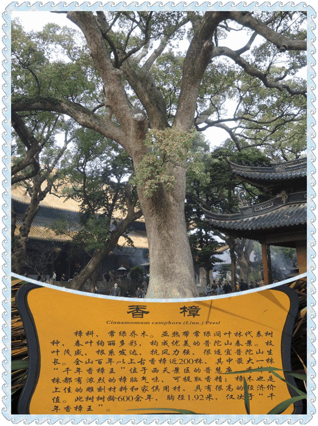 600年的门上长着200岁的树
