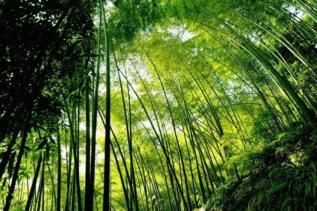 成都竹子开花 错过再等60年
