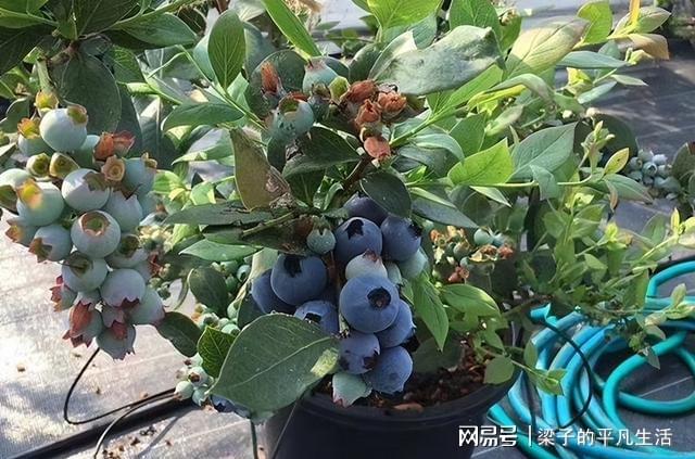 蓝莓盆栽火了 一个月成交超百万盆