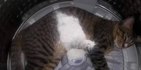 猫在洗衣机里洗了5分钟才被发现