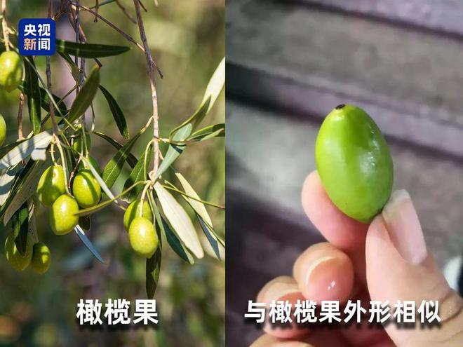 起底“水果骗局”