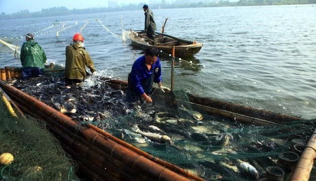 鄱阳湖退水大量鱼搁浅 渔政提醒