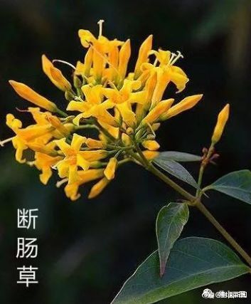 一家6口误用断肠草煲汤中毒