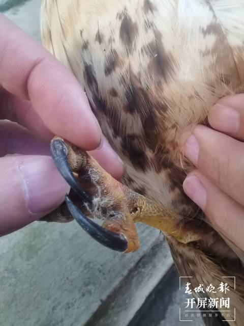 受伤玳瑁用身体撞击舰船“求助”