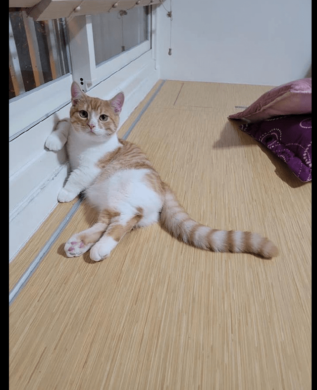 小鸟与猫咪结仇隔窗空投粪便