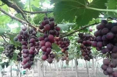 1条朋友圈求助保住400亩葡萄