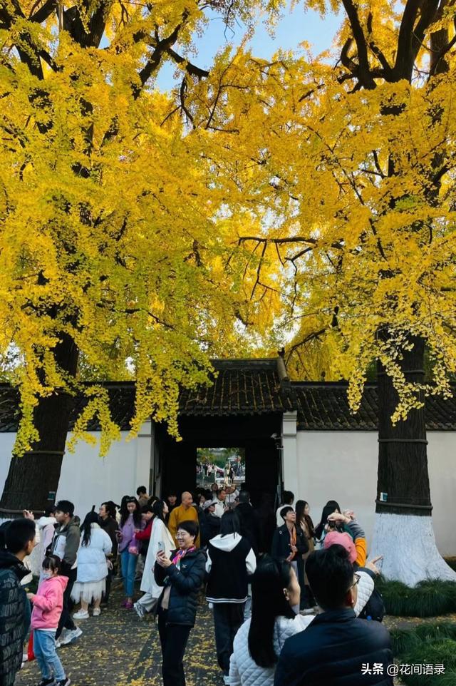校方回应300年银杏被砍