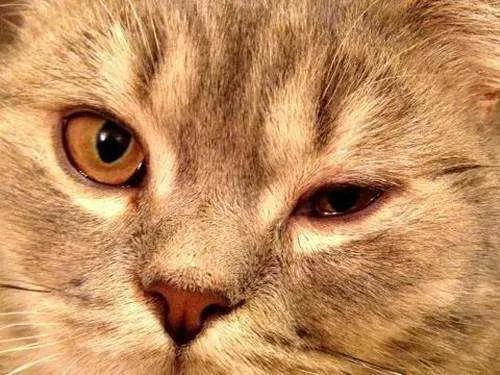 女子被宠物猫咬伤腿部溃烂