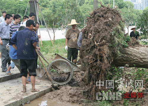 超1500年银杏树被吹倒后已扶正