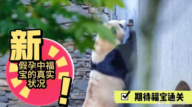 福宝再次进入假孕状态