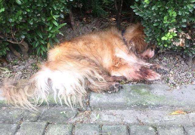 外卖员撞死未牵绳宠物狗被打