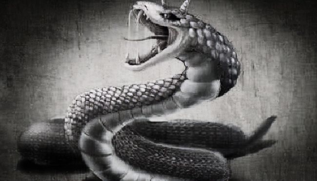 今年首个“蛇年蛇月蛇日蛇时”来了