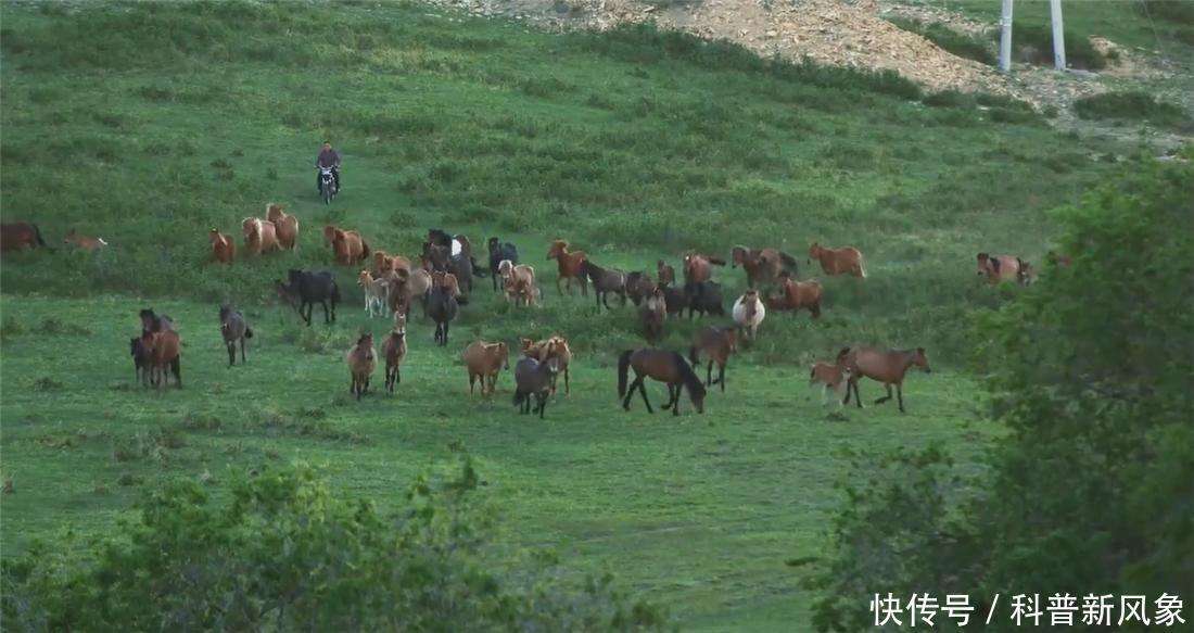 蒙古马被卖后独自跋涉300里跑回家