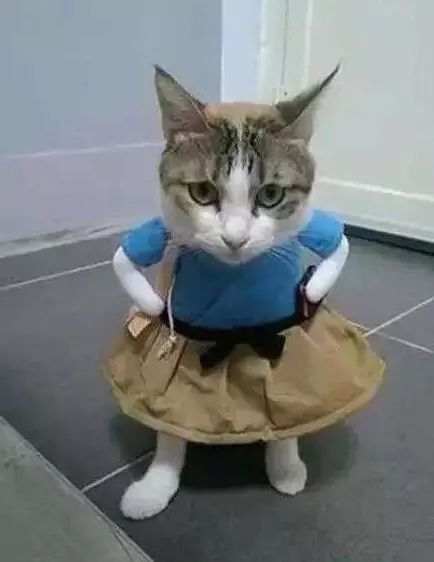 网红猫爷掀起猫步模仿潮