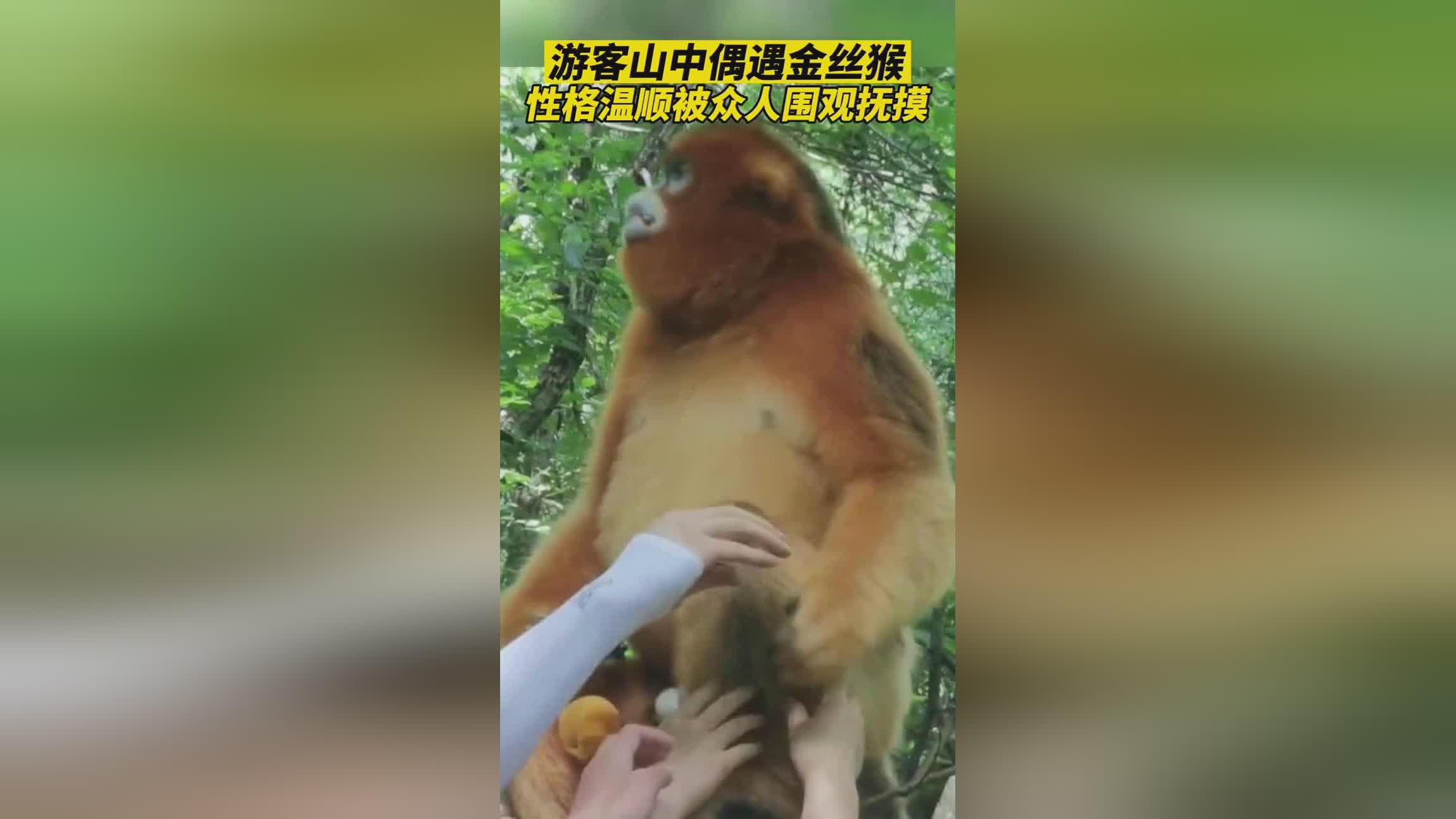 峨眉山猴子吃饱就“下班”回山中