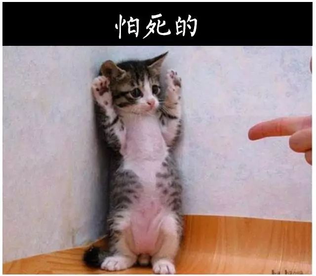 小猫“悟空”去世仍有多个疑点