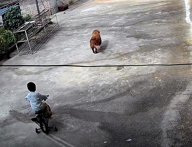 游客意外拍下8岁男童走失前画面
