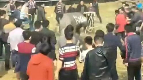 斗牛比赛现场冲突致人死亡？不实