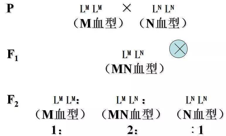 湖南郴州发现全新B等位基因型血型