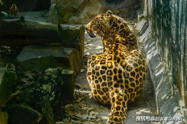 杭州那只外逃4年的豹子怎样了